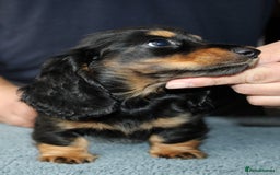 Miniature Dachshund dogs for sale: Black cream and black tan  - Image 14