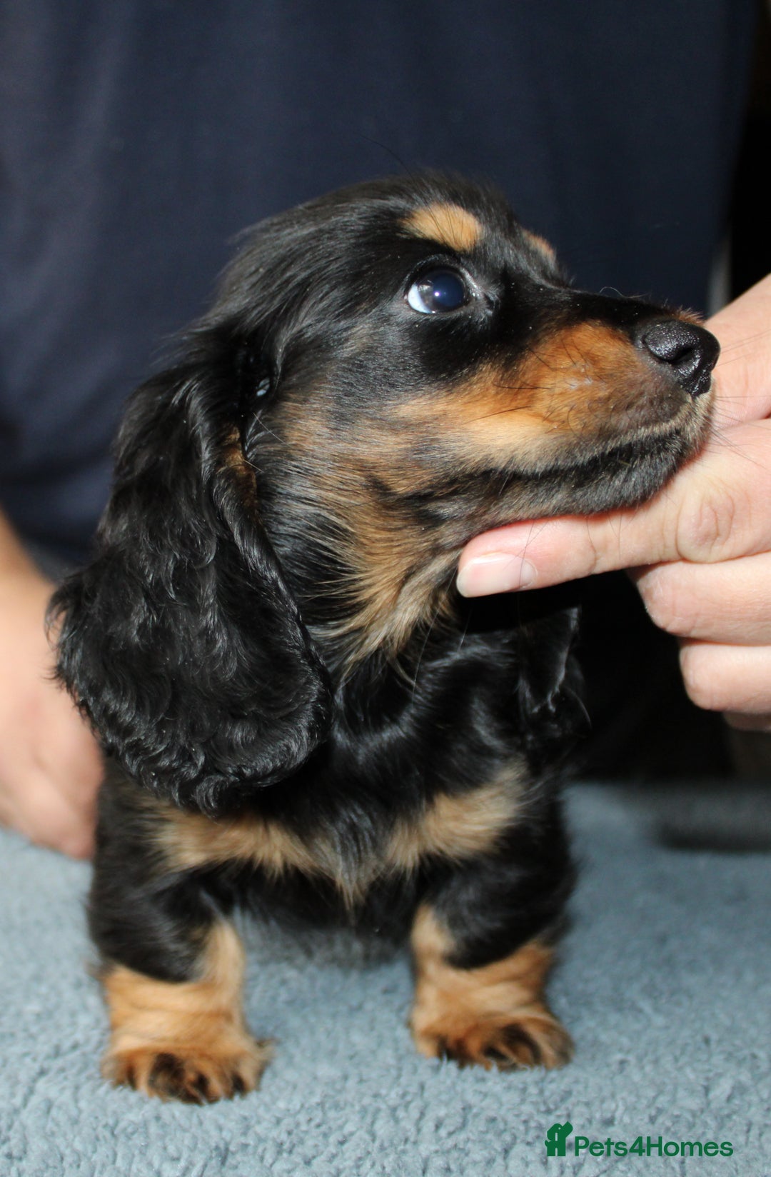 Miniature Dachshund dogs for sale: Black cream and black tan  - Image 14