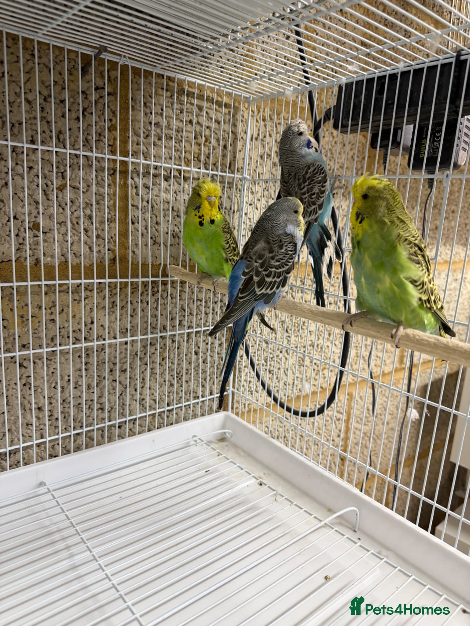 Budgerigars birds Budgies For Sale - Advert 1