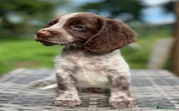 Cocker Spaniel dogs for sale: Beautiful Working Cocker Spaniel Boys - Image 2