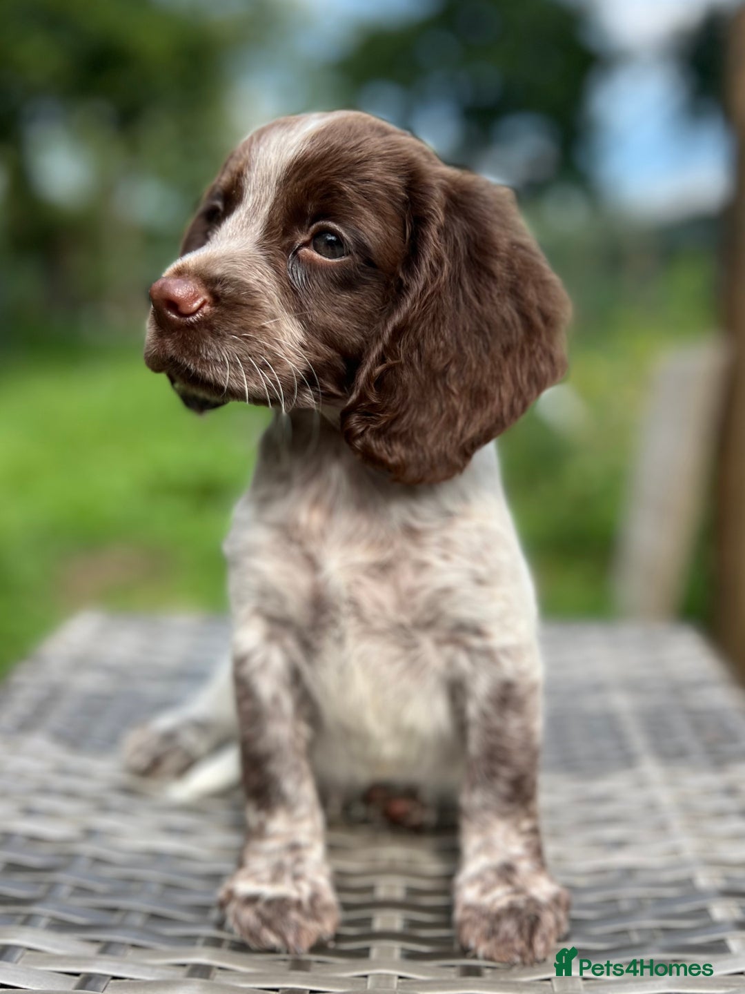 Cocker Spaniel dogs for sale: Beautiful Working Cocker Spaniel Boys - Image 2