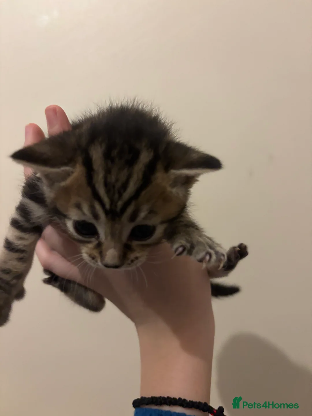 Mixed Breed cats for sale: Tabby kittens for sale!! - Advert 11