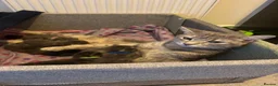 Mixed Breed cats for sale: 1 male kitten in Redruth - Advert 3