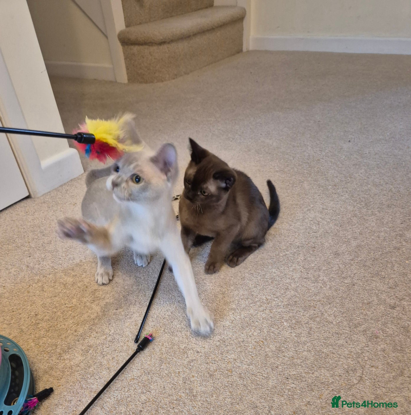 Burmese cats for sale: Pedigree Burmese Kittens Available - Advert 20