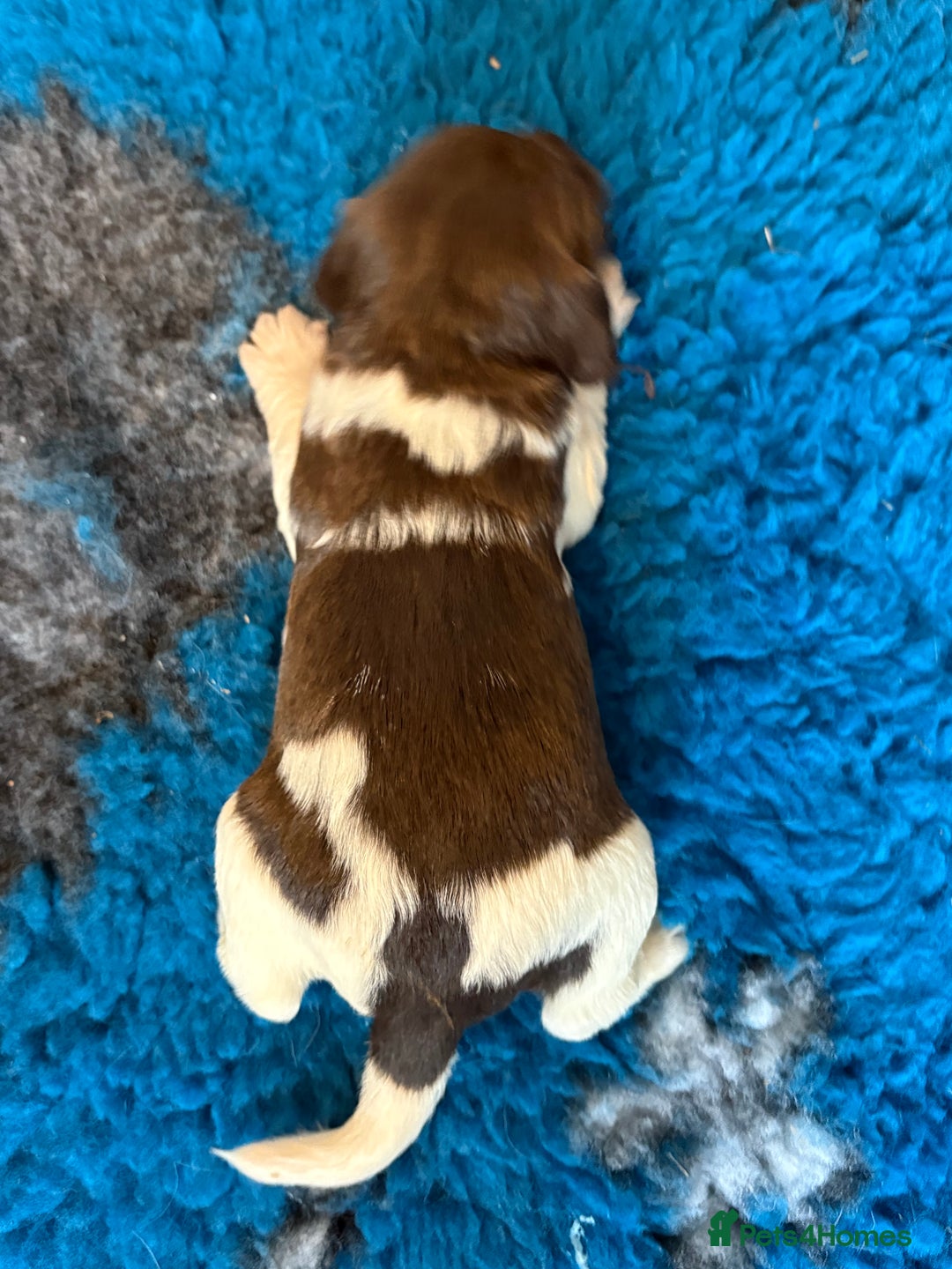 English Springer Spaniel dogs for sale: Beautiful litter of KC REG Puppies - Advert 22