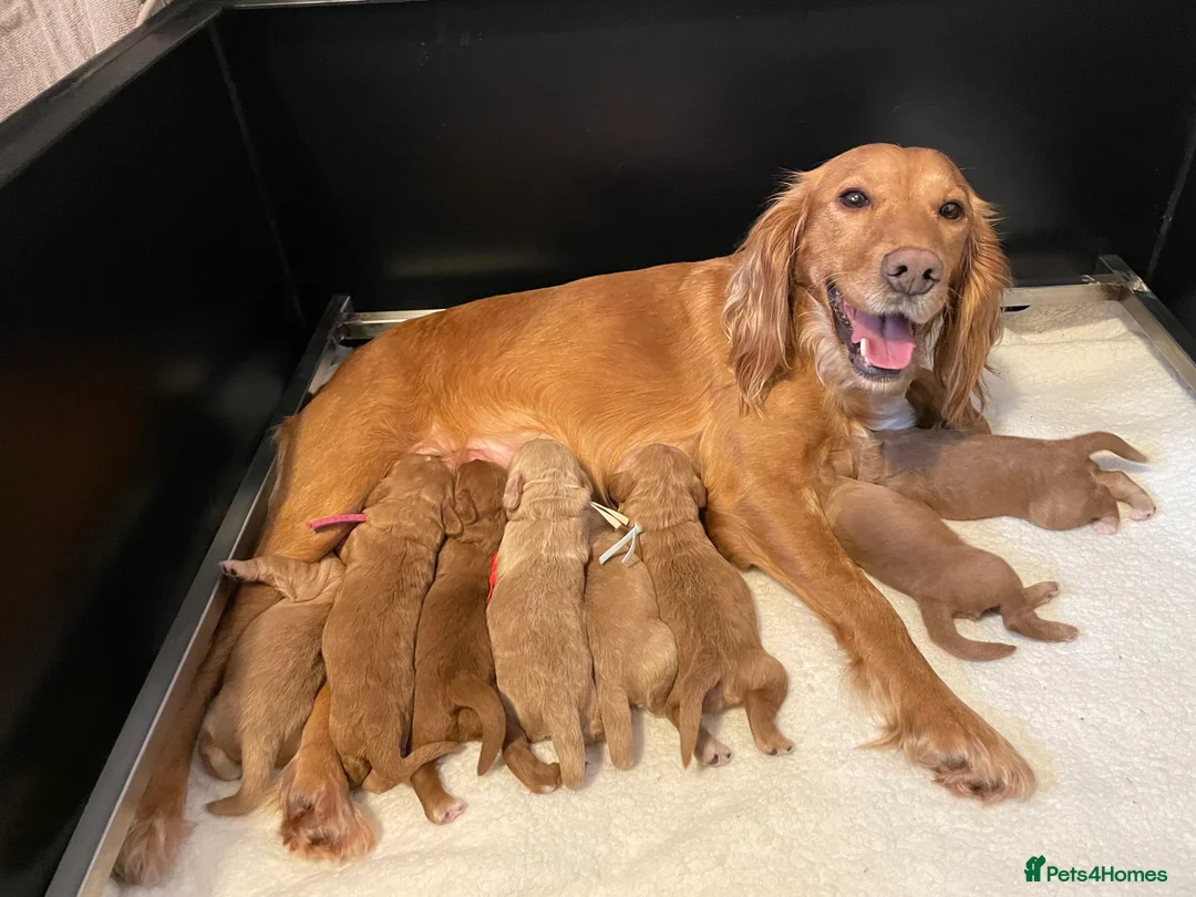 Cocker Spaniel dogs for sale: KC Working Cocker Spaniel Puppies  - Advert 1