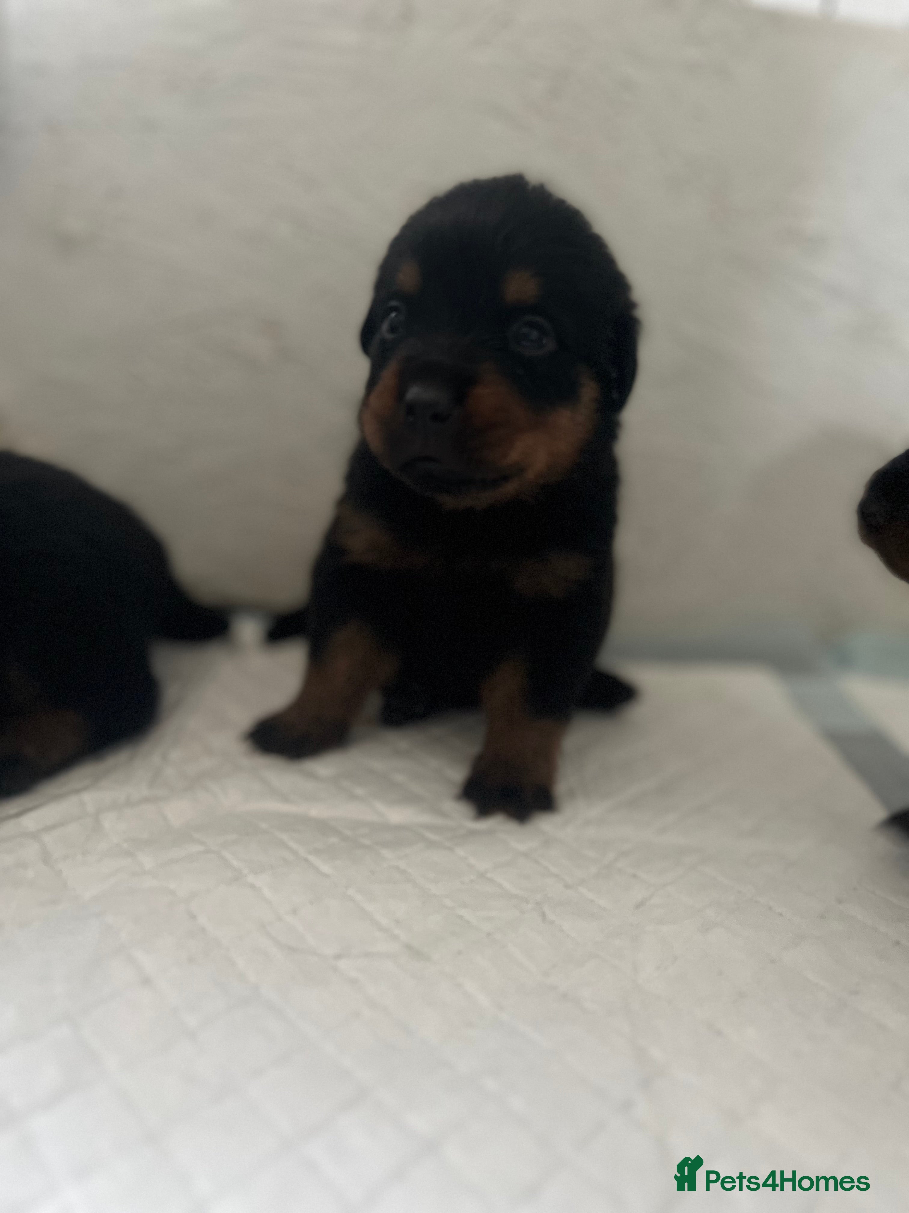 Rottweiler dogs Rottweiler pups ready to reserve.  - Advert 3