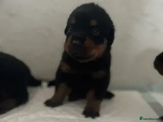 Rottweiler dogs Rottweiler pups ready to reserve. - Advert 3