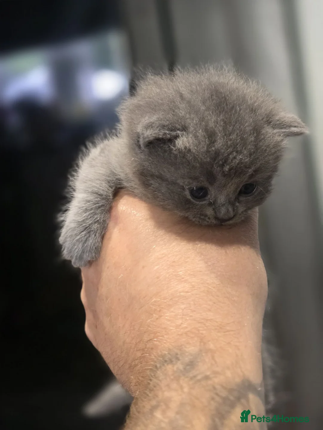 Mixed Breed cats for sale: British blue mixed ragdoll  in Edinburgh - Advert 34