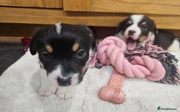 Mixed Breed dogs for sale: Corgi x Jack Russell terrier pups - Advert 6