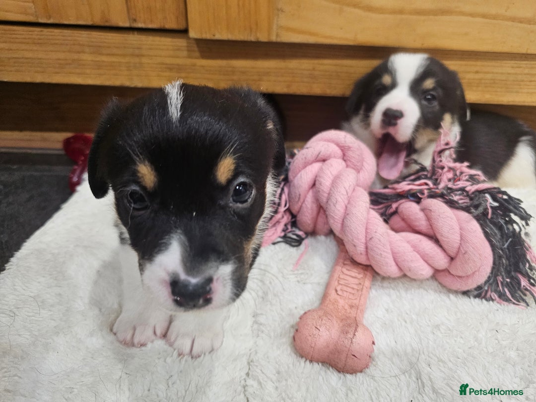Mixed Breed dogs for sale: Corgi x Jack Russell terrier pups - Advert 6