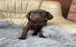 Mixed Breed dogs for sale: Stunning boys and girls available  - Image 3