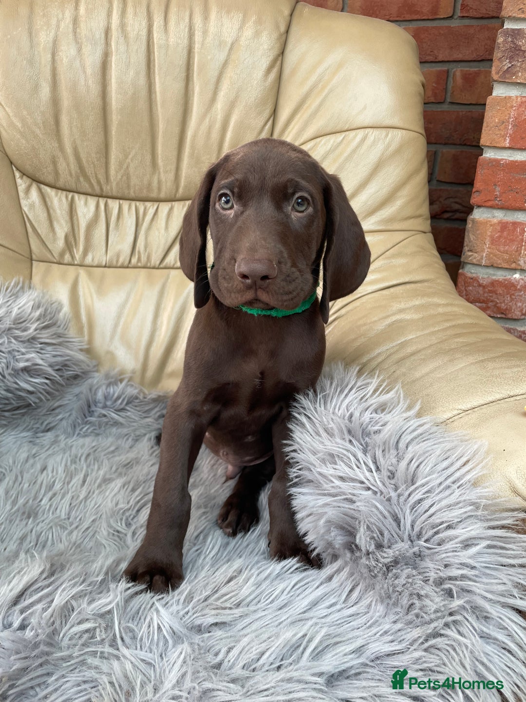 Mixed Breed dogs for sale: Stunning boys and girls available  - Image 3