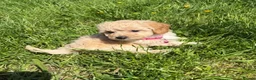 Poochon dogs for sale: Tiny Poochon Puppies (Poochon x Toy Poodle) - Advert 4