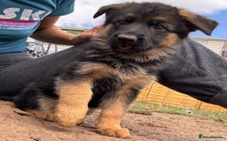 German Shepherd dogs for sale: Last female-health and temperament tested parents - Image 8
