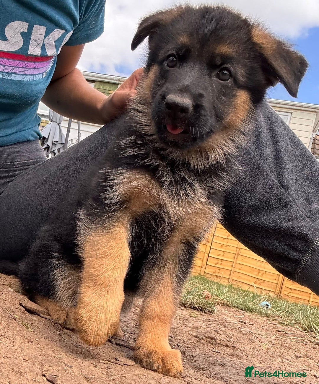 German Shepherd dogs for sale: Last female-health and temperament tested parents - Image 8