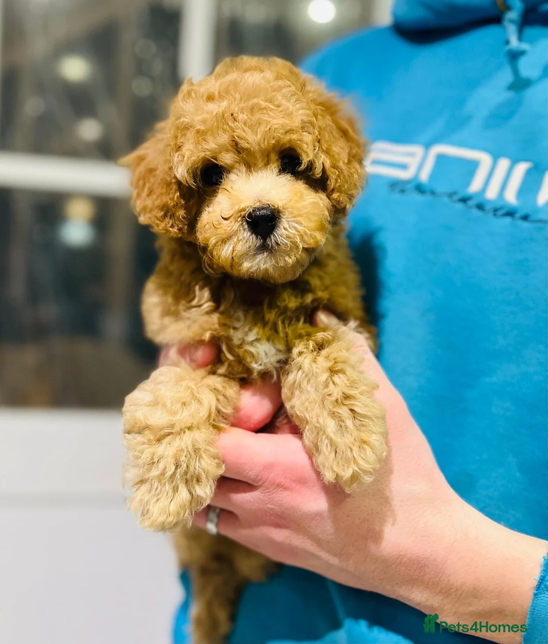 Cavapoo dogs for sale: Stunning F1b Cavapoo puppies  - Advert 24