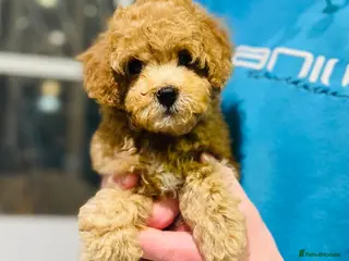Cavapoo dogs Stunning F1b Cavapoo puppies - Advert 10