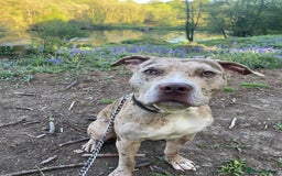 Mixed Breed dogs for sale: 1 year and 10 month old staffy mix male - Image 5