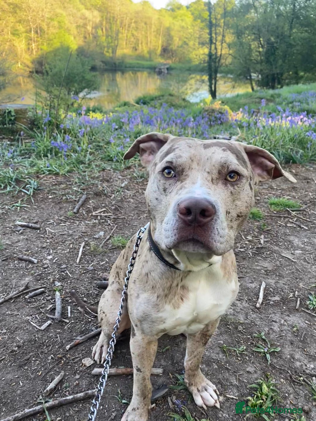 Mixed Breed dogs for sale: 1 year and 10 month old staffy mix male - Image 5