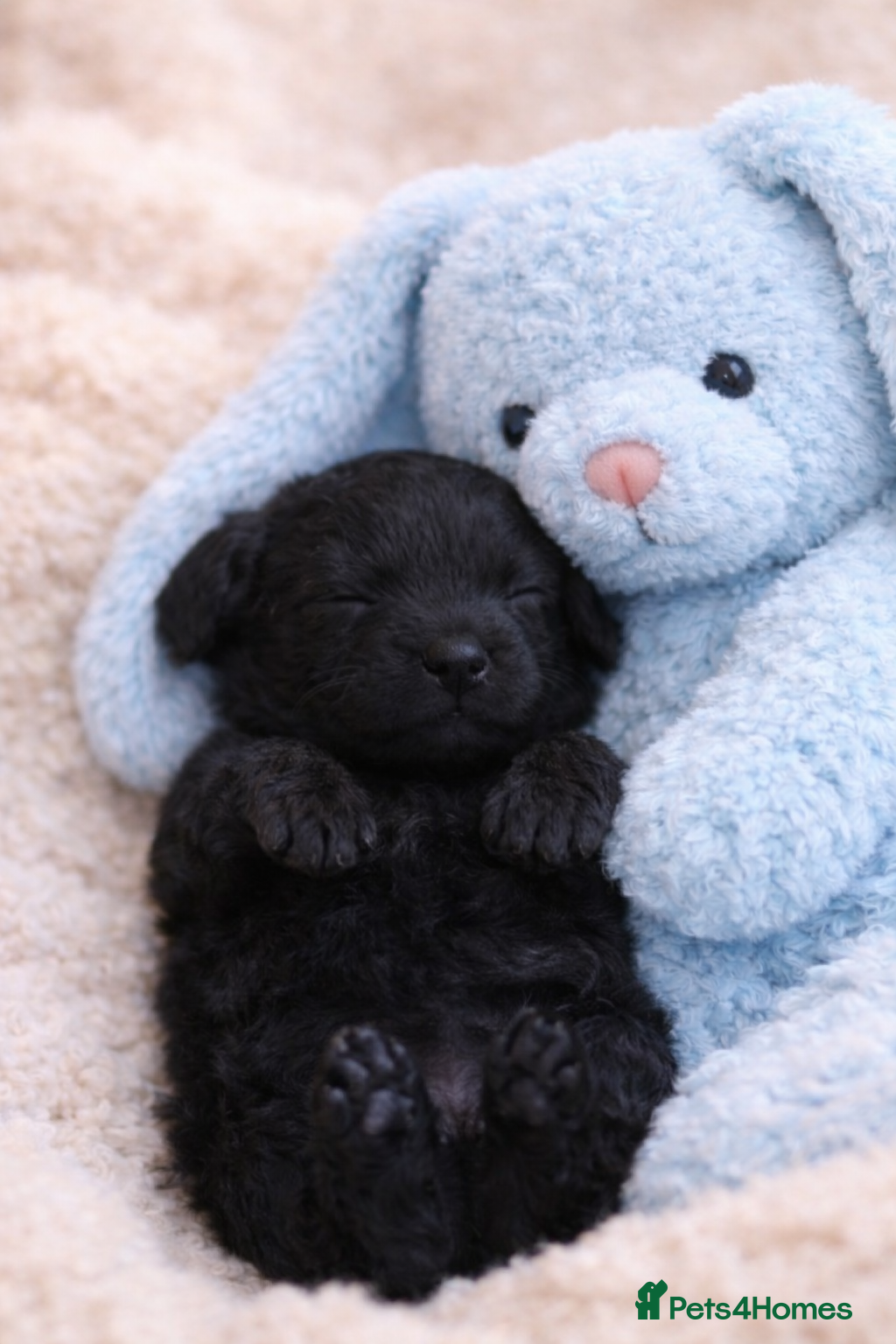 Cockapoo dogs F1BB Cockapoo Puppies Blue Merle, Apricot & Black - Advert 2