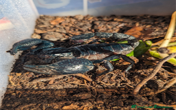Tarantulas invertebrates for sale: Tarantula Collection - Image 6