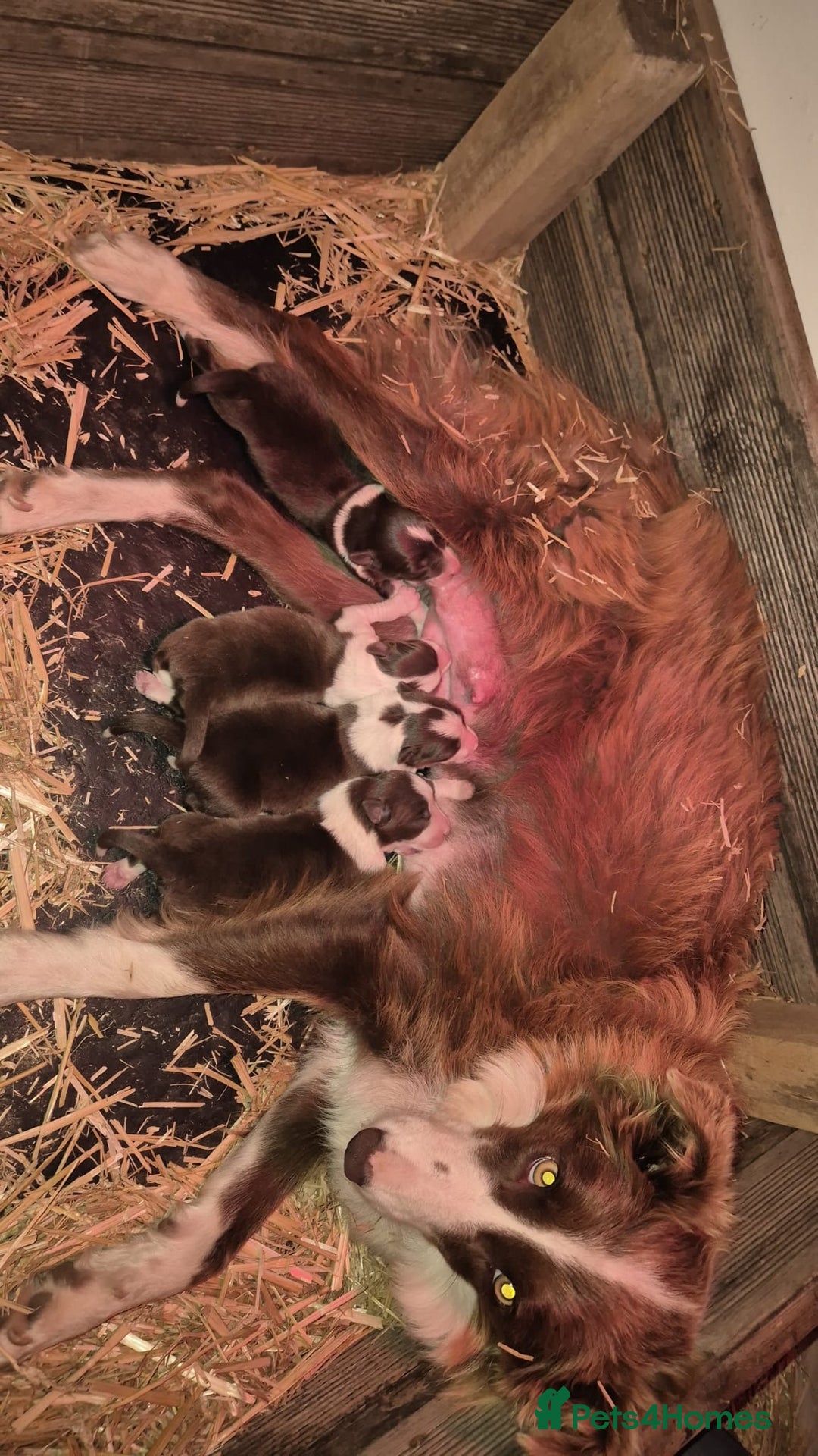 Border Collie dogs for sale: Border collie  - Image 7