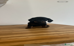 Miniature Dachshund dogs for sale:   🐾READY NOW🐾 | ONLY 1 BOY LEFT - Image 29