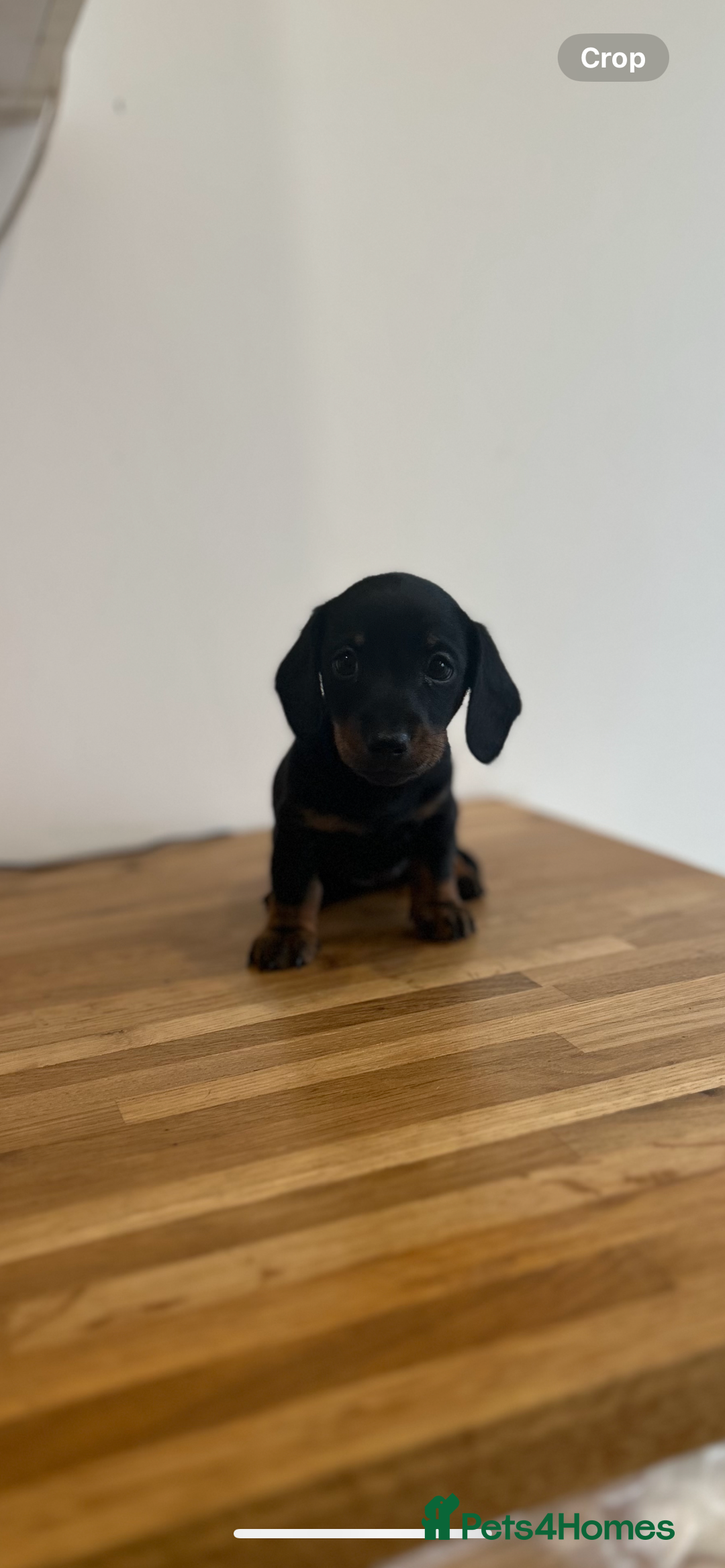 Miniature Dachshund dogs for sale:   🐾READY NOW🐾 | ONLY 1 BOY LEFT - Image 29
