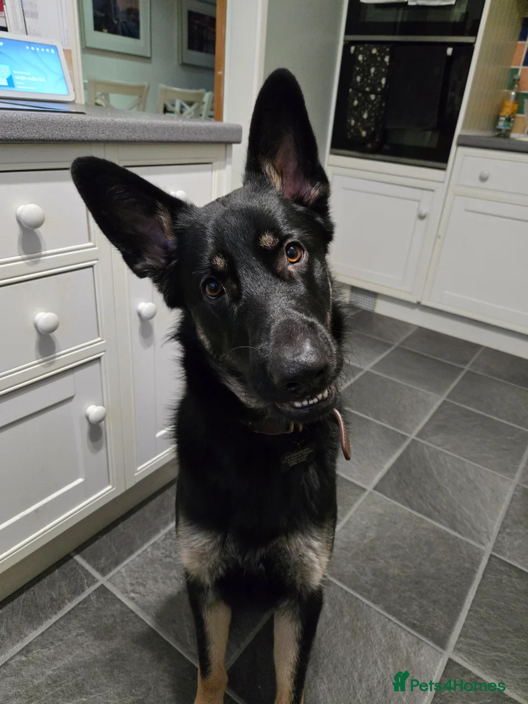 German Shepherd dogs for sale: Male 1year old old German Sheppard  - Advert 2
