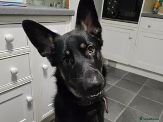 German Shepherd dogs Male 1year old old German Sheppard - Advert 1