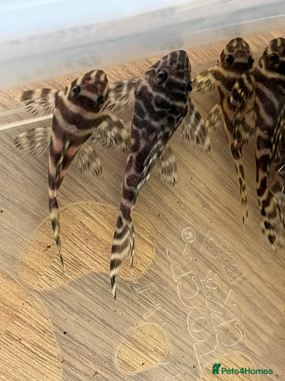 Plecos fish for sale: L333 standard grade. Various sizes.  - Advert 5