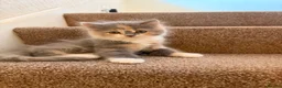 Persian cats for sale: Mix Persian Kittens Ready 2 Collect! - Advert 4
