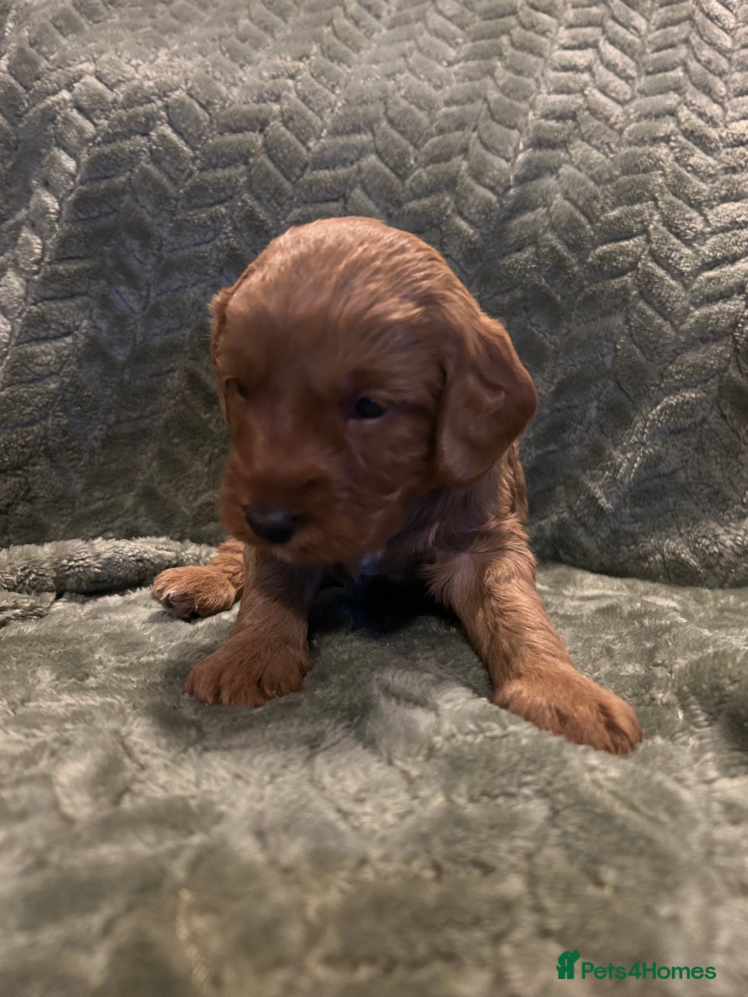 Labradoodle dogs for sale: 🐾F1b Healthy Labradoodle Puppies – Ready 18 Dec🐾 - Advert 29