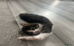 Mixed Breed cats for sale: Mixed breed kittens - Image 5