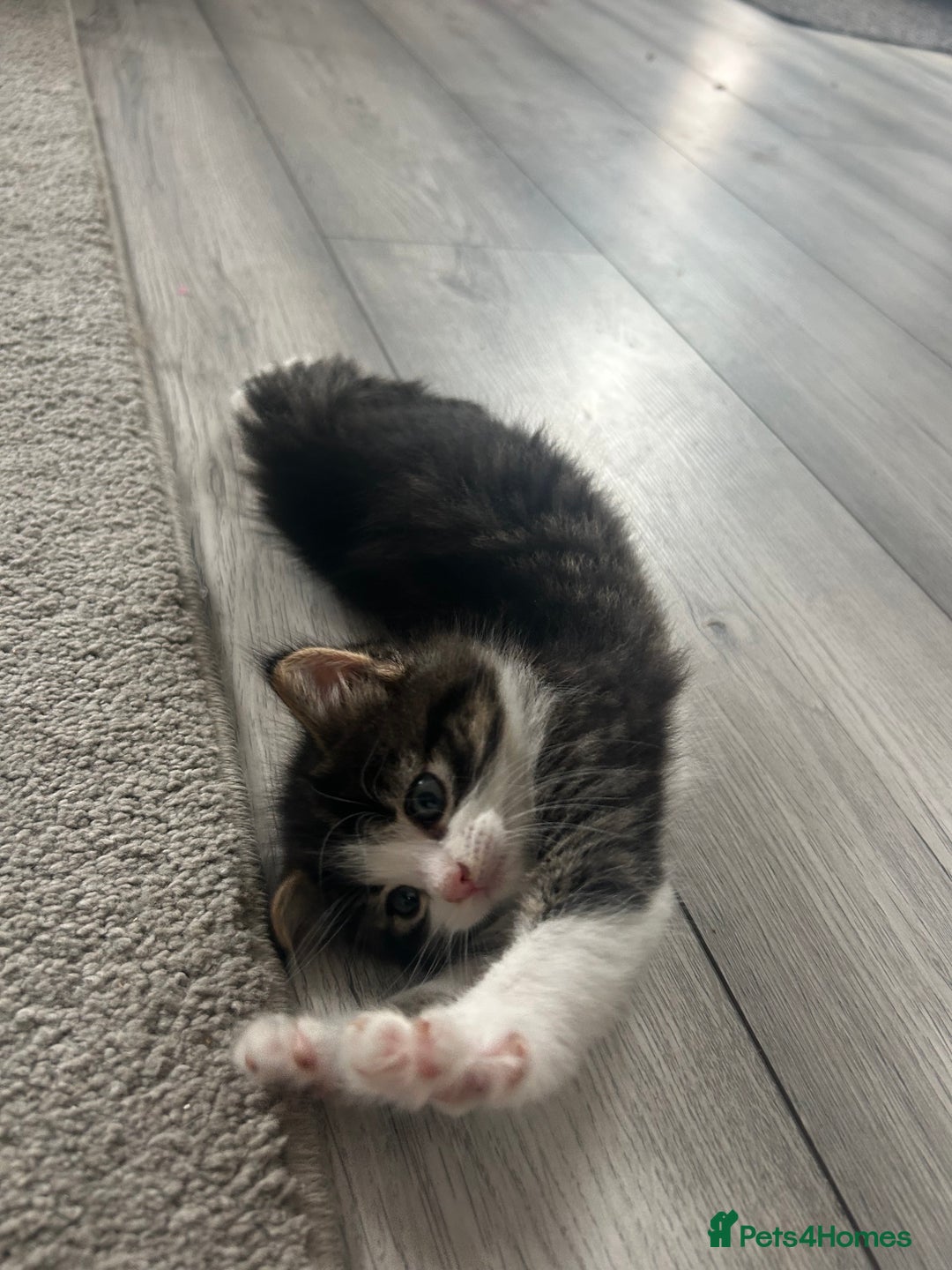 Mixed Breed cats for sale: Mixed breed kittens - Image 5