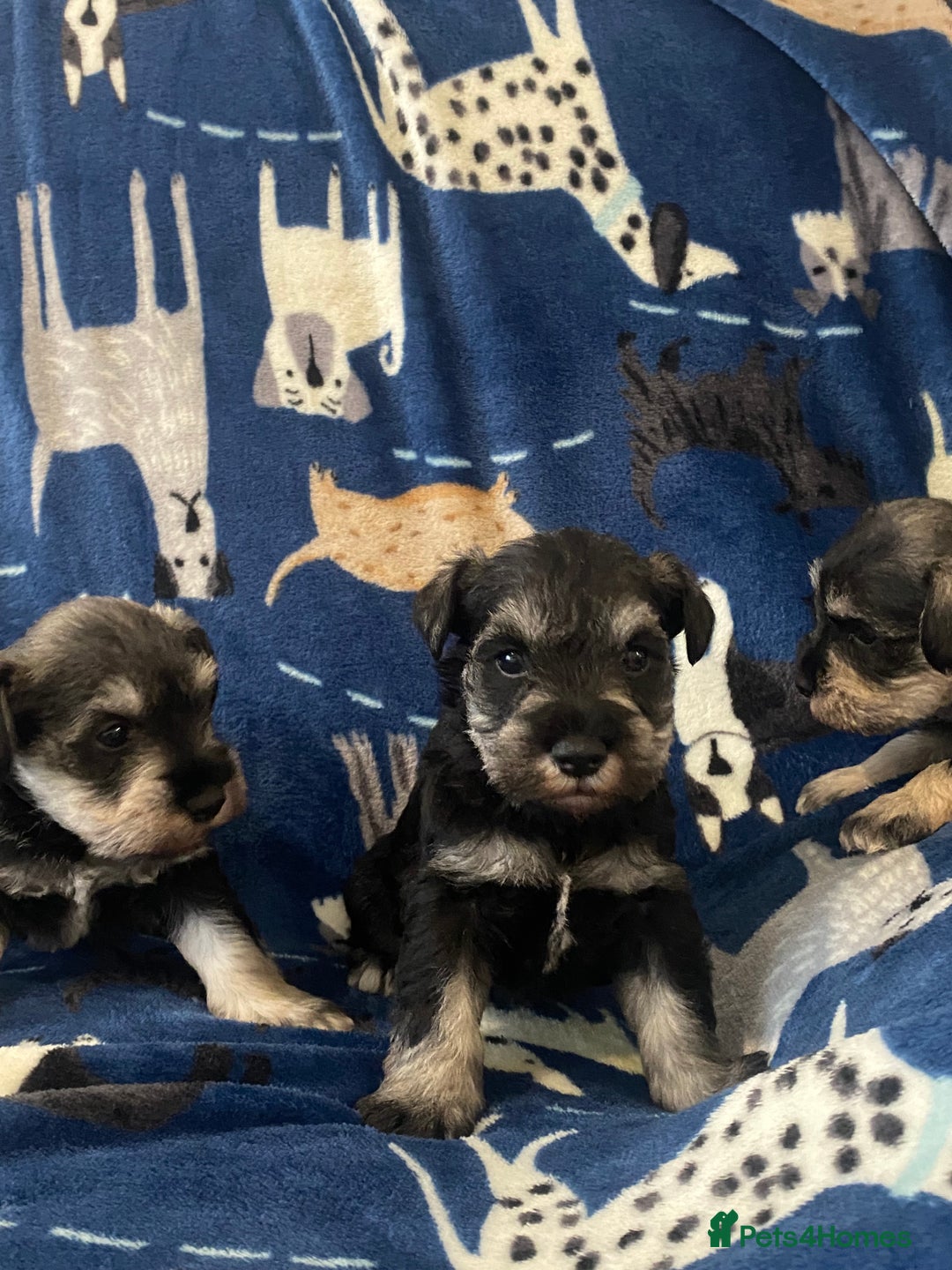 Miniature Schnauzer dogs for sale: Miniature Schnauzer - Advert 4