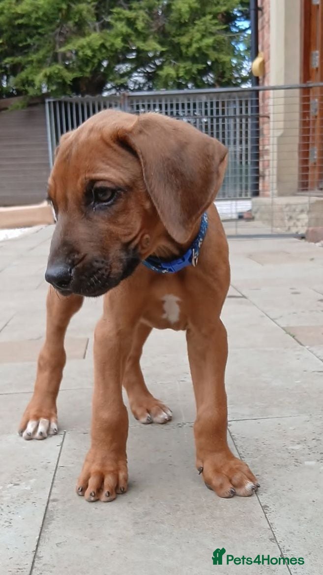 Rhodesian Ridgeback dogs !!KC CHAMPION AFRICAN RHODESIAN RIDGEBACK!! - Advert 3