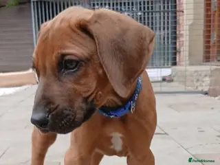 Rhodesian Ridgeback dogs !!KC CHAMPION AFRICAN RHODESIAN RIDGEBACK!! - Advert 3