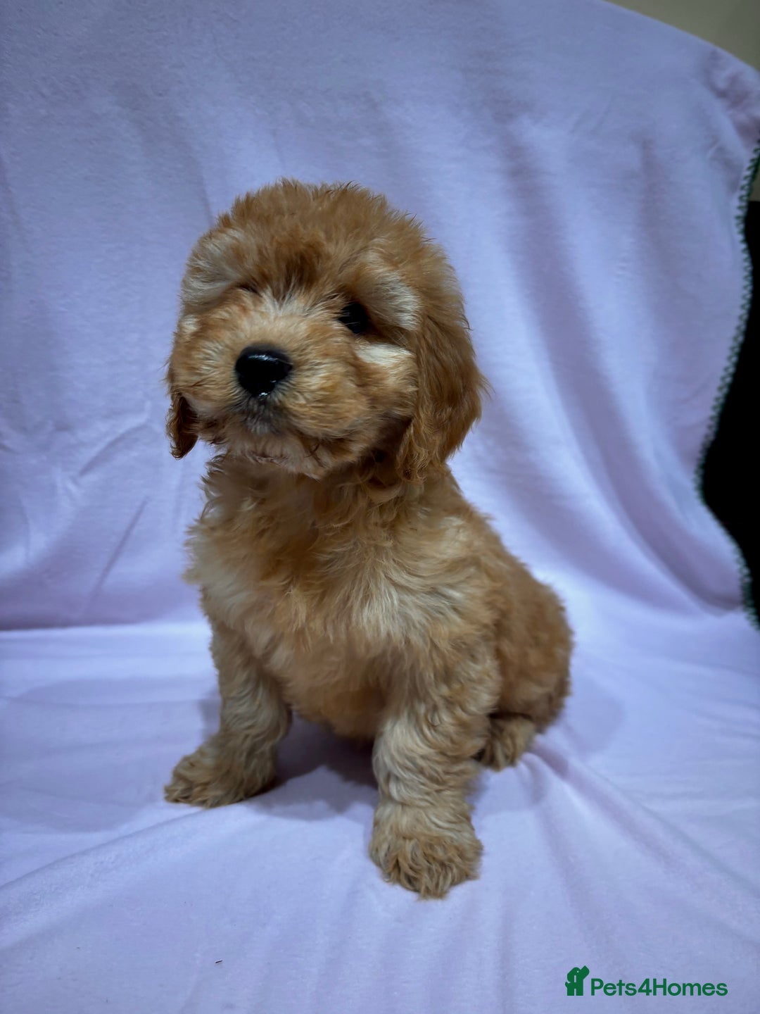 Cockapoo dogs for sale: FULLY HEALTH TESTED COCKERPOOS  - Advert 8