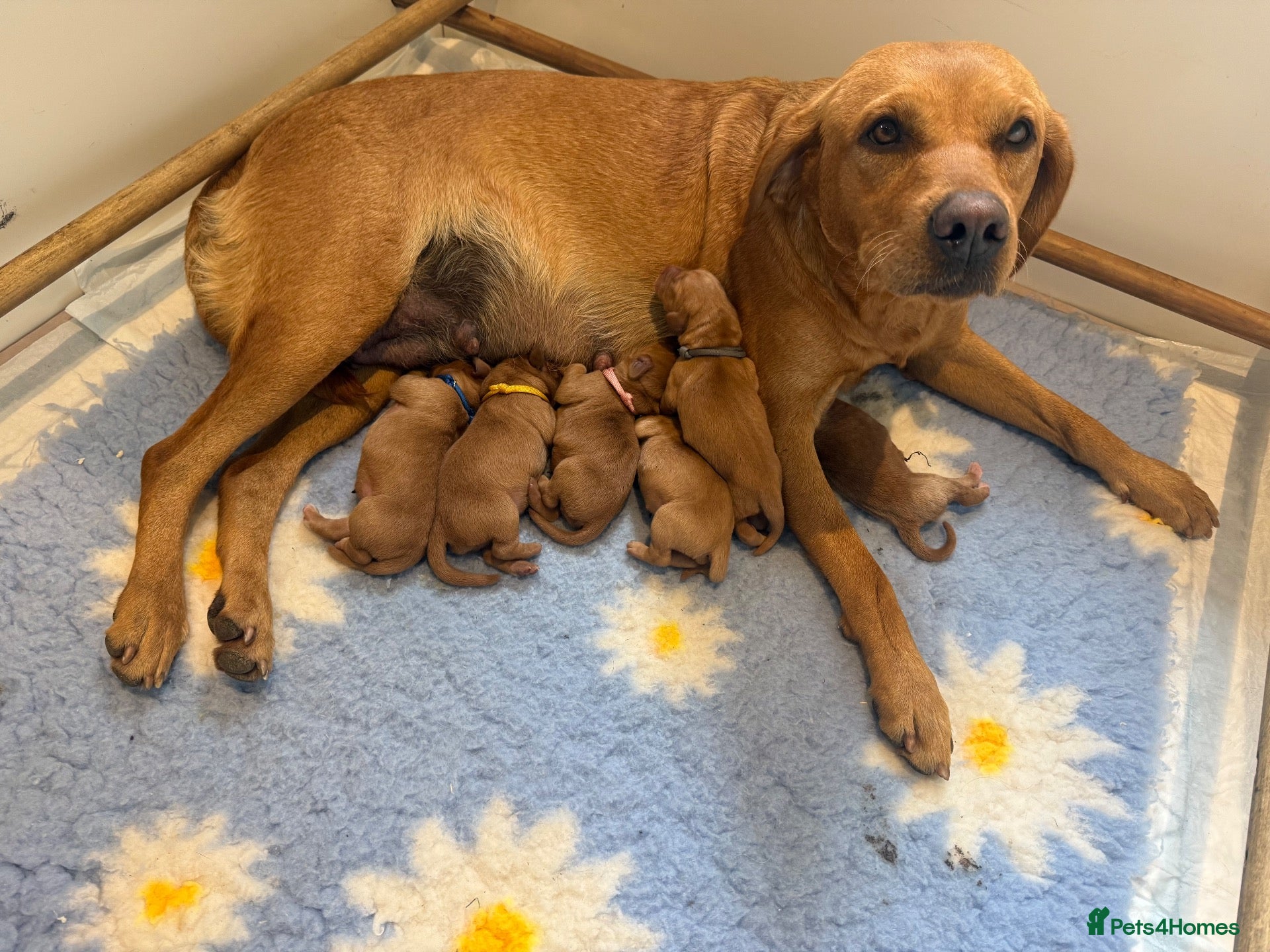 Labrador Retriever dogs Dark Red Labs. Bred by a Vet - Advert 8