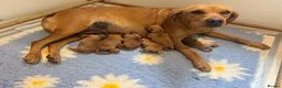 Labrador Retriever dogs for sale: Dark Red Labs. Bred by a Vet - Advert 1