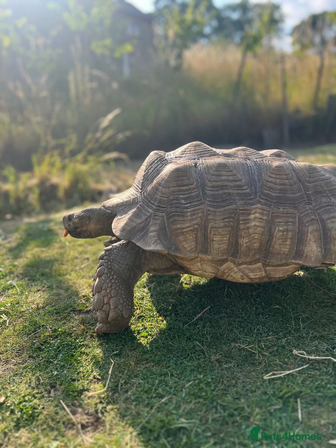 Tortoise reptiles for sale: 10 year old male sulcata tortoise  - Advert 13
