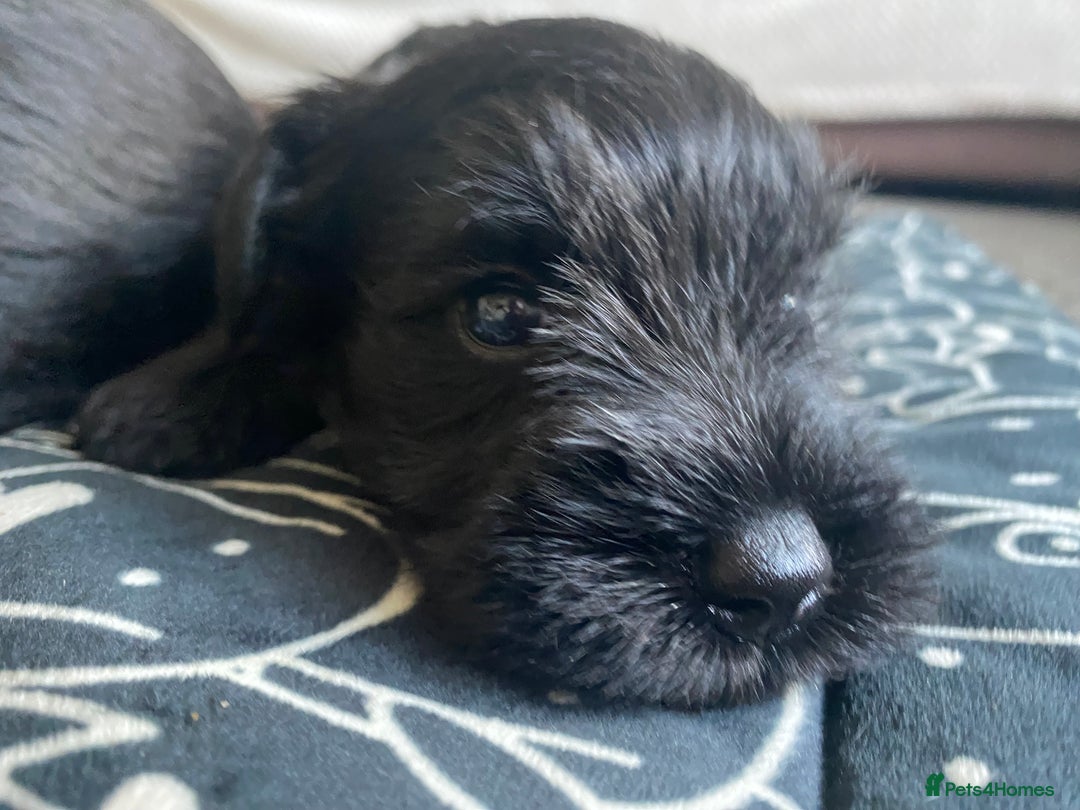 Miniature Schnauzer dogs for sale: KC Registered Black Miniature Schnauzer Pups  - Image 10
