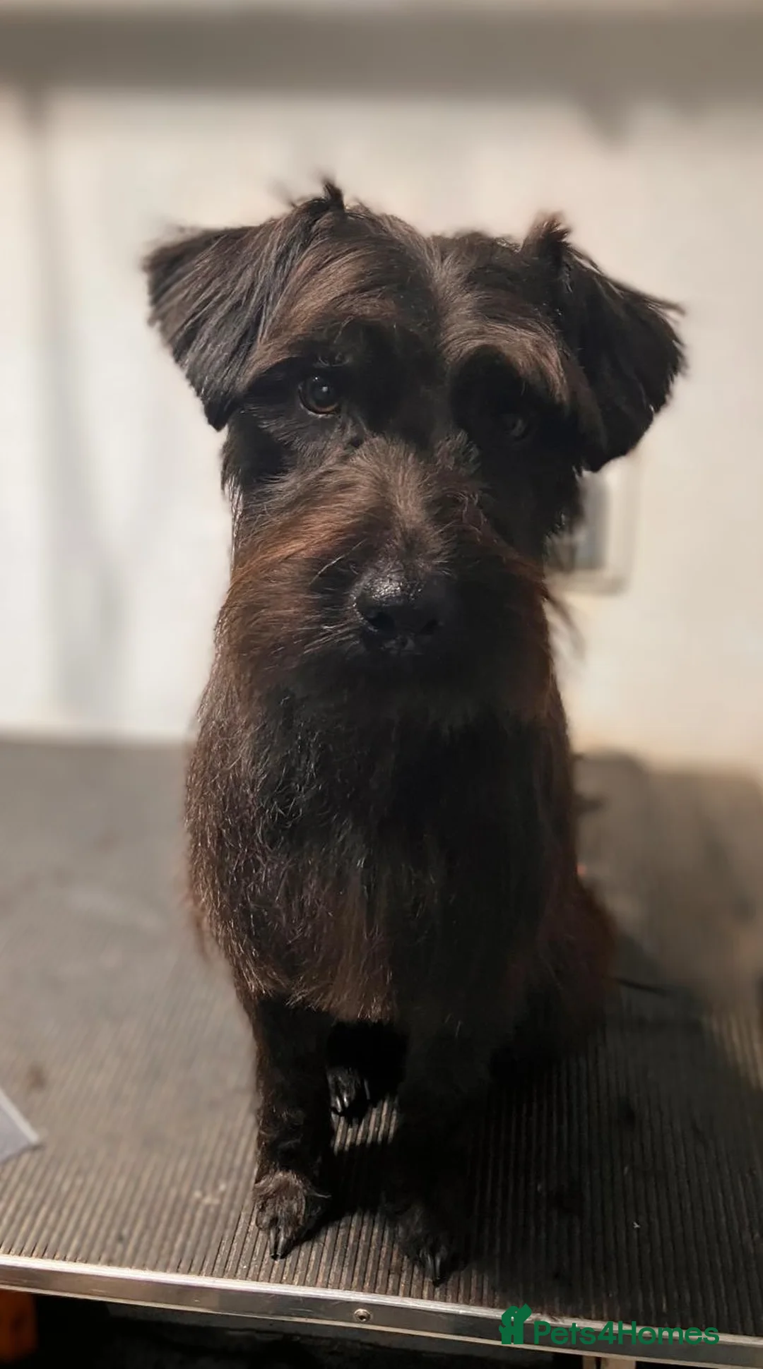 Patterdale Terrier dogs for stud: Patterdale/ Black Fell Terrier for Stud  - Advert 6