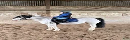 Irish Cob horses for sale: Panda the Best Little  Mini Cob  - Advert 3