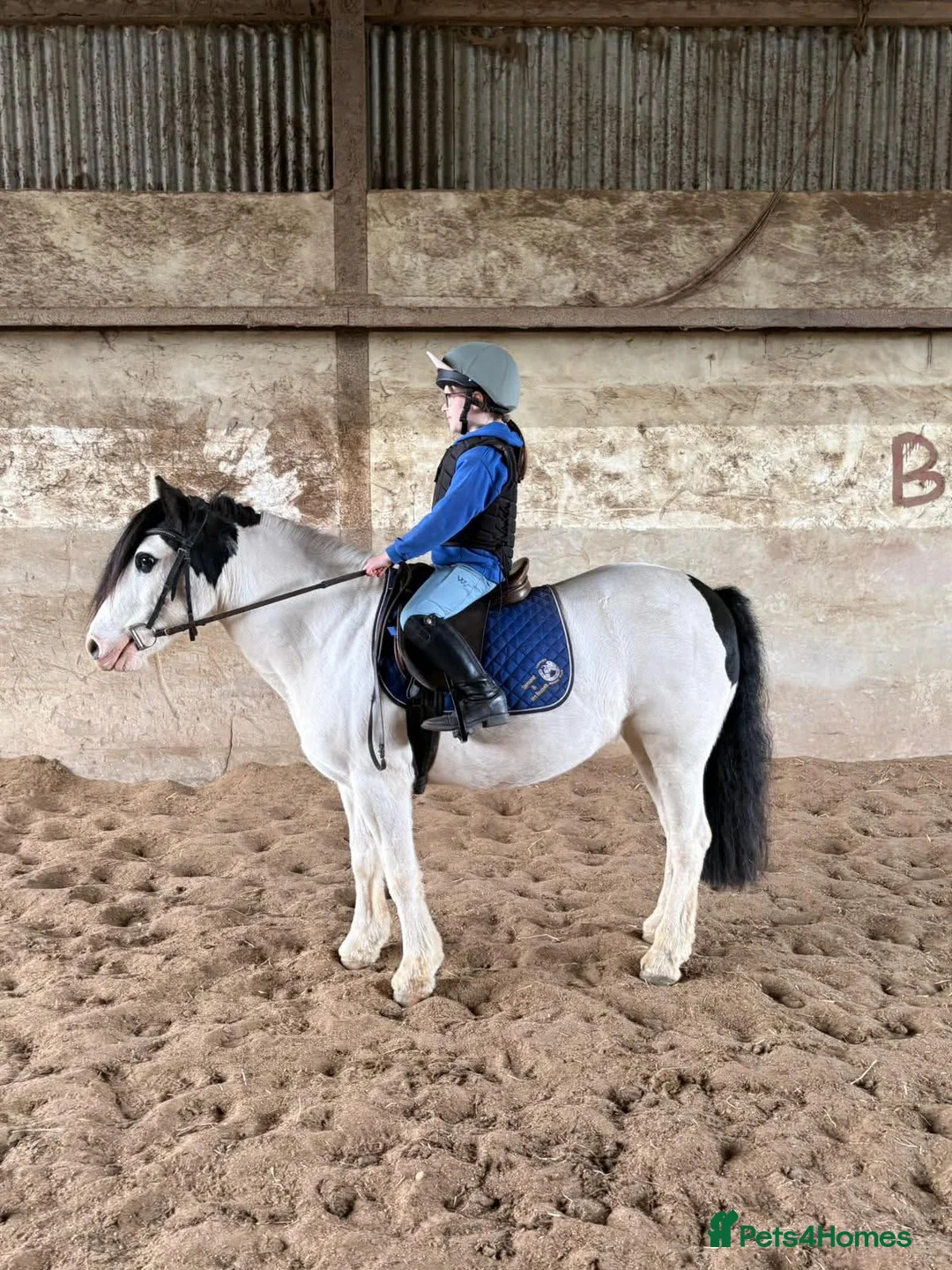 Irish Cob horses for sale: Panda the Best Little  Mini Cob  - Advert 3