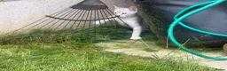 Bengal cats for sale: Bengal tiger kittens  - Advert 7