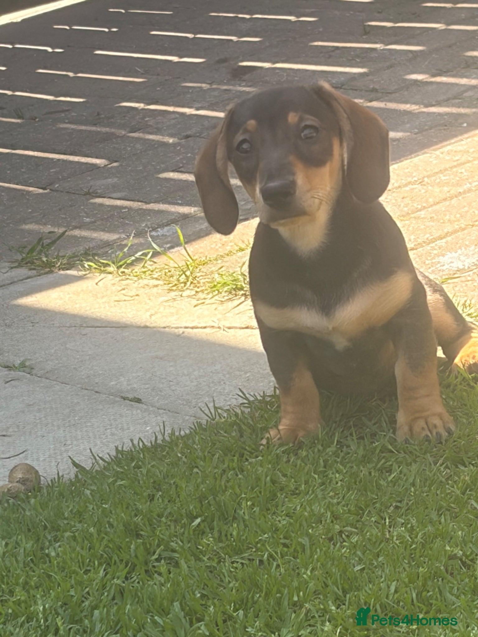 Miniature Dachshund dogs *Reduced* Last beautiful mini dachshund - Advert 1