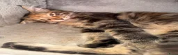 Maine Coon cats for sale: Last purebred MC female kitten  - Advert 5